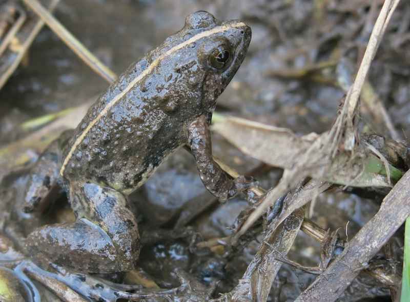 Dwarf Puddle Frog