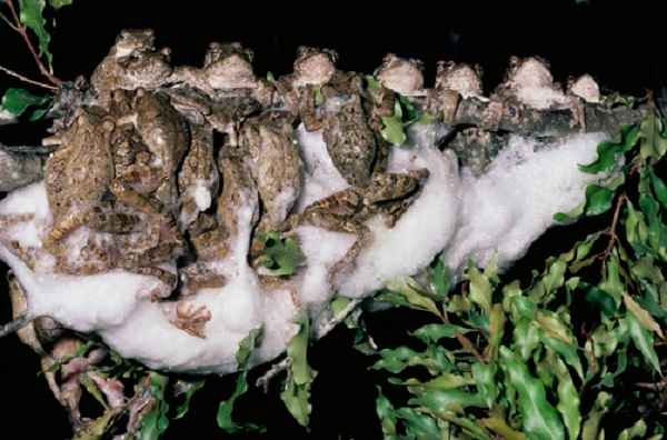 Foam Nest Frog