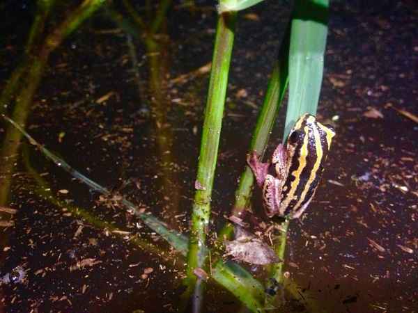 Painted Reed Frog