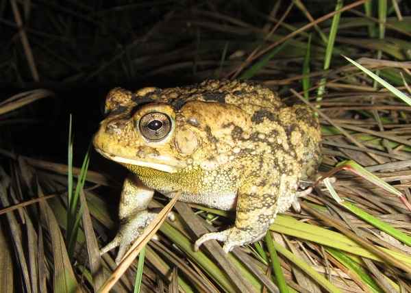 Raucous Toad