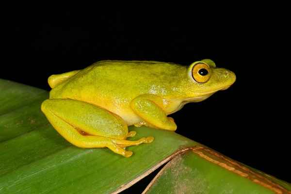 Tinker Reed Frog