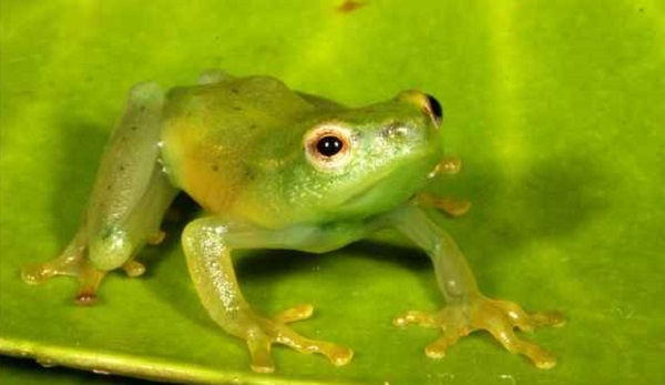 Water Lily Frog